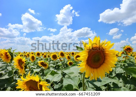 Sunflowers in front of cloudy blue sky