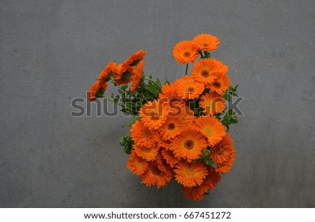Bunch of the marigold or Calendula officinalis flowers on grey background, Sofia, Bulgaria 