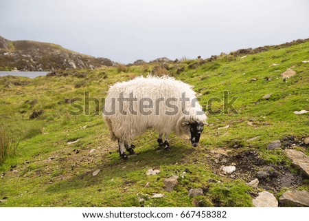 Sheep along the famous Sliabh Liag Cliffs in Donegal, Ireland
