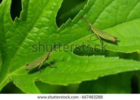 Two grasshoppers on green leave.