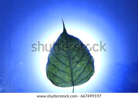 transparency green leaf on blue background