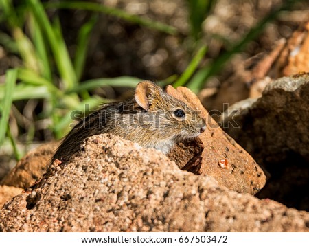 A close-up picture of a Four-striped Grass Mouse in Southern Africa