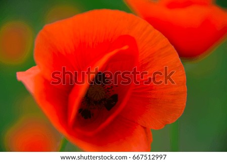 Poppies. Red Poppies flowers. Poppies in garden. Poppies spring and summer flower, summer day. red black