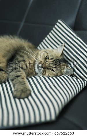 Persian cat sleeping on a sofa