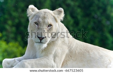 Picture with a white lion looking at camera