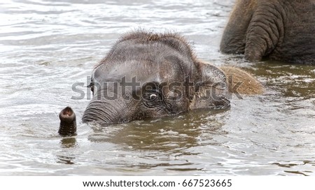 Photo of a funny young elephant swimming in a lake