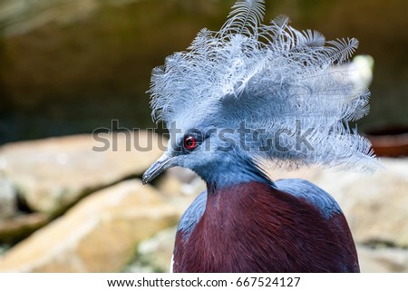Bird with a blue Fluffy crest in ZOO Ostrava.