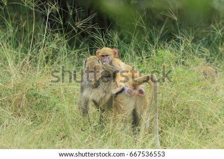 Yellow baboon, Malawi