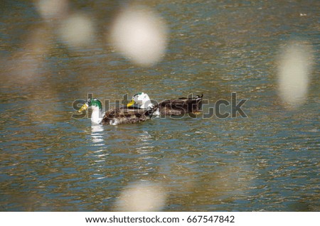Two ducks swimming in summer pond framed by trees bokeh