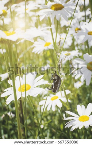 Melolontha crawls along the stalk of chamomile on a summer meadow. Closeup, soft focus. Vertical photography.