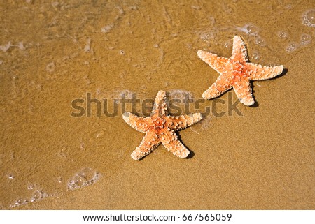 Starfishes on sand