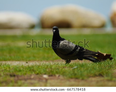 A dove is standding on a lawn.
