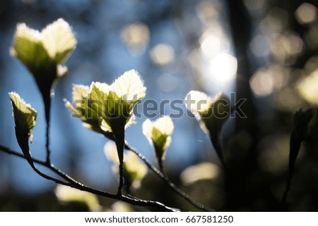 Green buds illuminated by a single beam in the morning of a cold day of spring in bavaria, germany