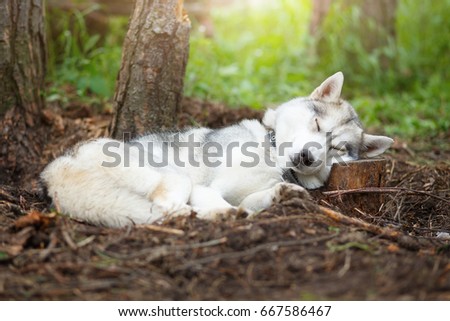 Siberian husky dog with blue eyes stands and looks ahead in forest with green trees and grass on the background
