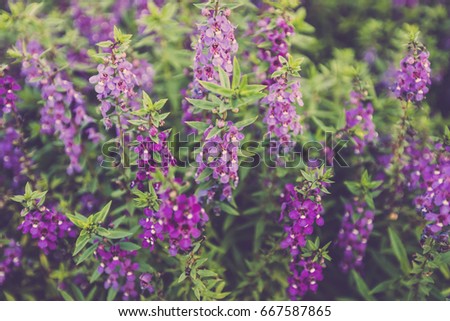 Violet Lavender flower close up. retro filter