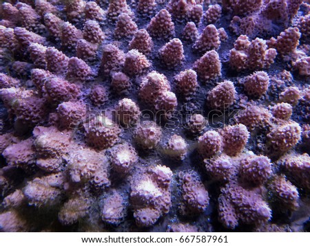 coral in the deep sea