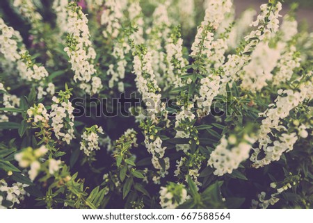 White Lavender flower close up. retro filter