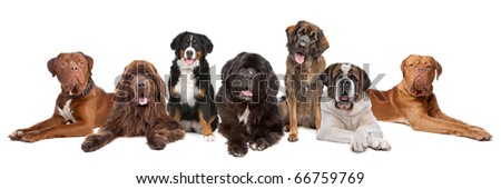 Large group of big dogs in a row, isolated on a white background Royalty-Free Stock Photo #66759769