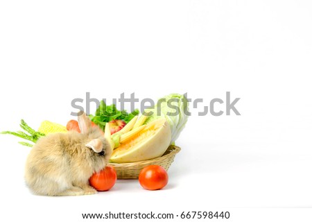 Brown rabbit eat vegetables on white background 