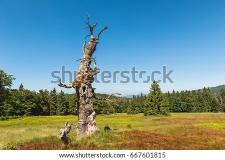 An ancient tree on the former Hochschachten pasture. Pastvina is located near the border with the Czech Republic and the German town of Buchenau. Trees in the pasture are 200 to 300 years old.