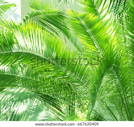 Palm leaves blurred background