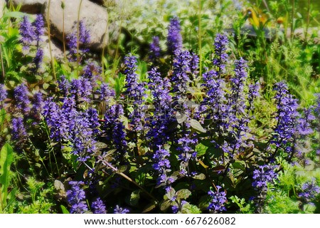 Ajuga flowers in middle are sharped and in focus. Space around is blured.Picture is made in summer in highlight time.