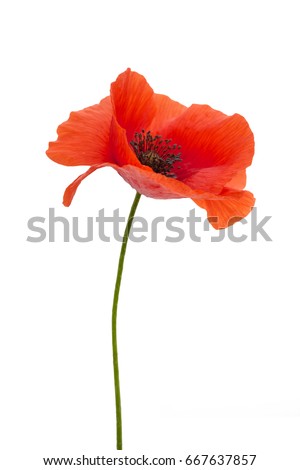 bright red poppy flower isolated on white Royalty-Free Stock Photo #667637857