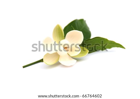 Magnolia A kind of southern Thailand. Royalty-Free Stock Photo #66764602
