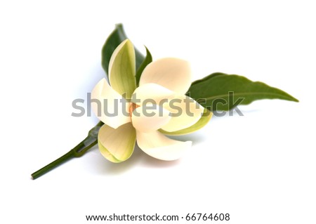 Magnolia A kind of southern Thailand. Royalty-Free Stock Photo #66764608