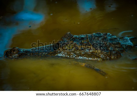 Caiman in the dark water in the Cuyabeno River, Cuyabeno Wildlife Reserve, Ecuador