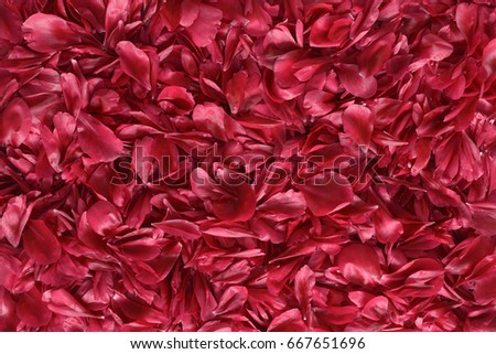 Red peony flower petals background texture close-up. Top view.