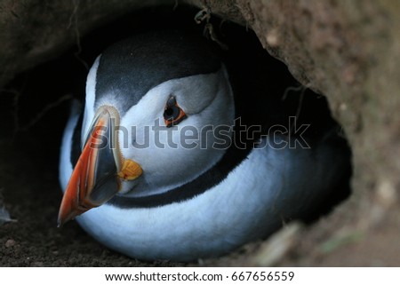 Puffin in it's nest burrow