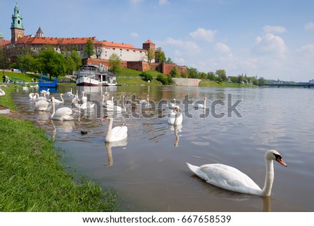 Swans on the Visula river in Cracow with Wawel castel in summer
