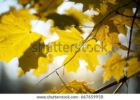 Yellow maple leaves on the branch in back light