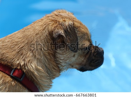 Wet puggle dog with red collar with swimming pool in background