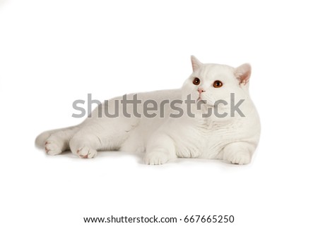 White beautiful cat on a white background