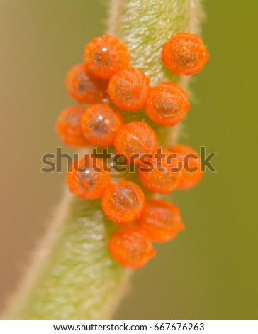 Cluster of Pipevine Swallowtail butterfly eggs on a Pipevine stalk