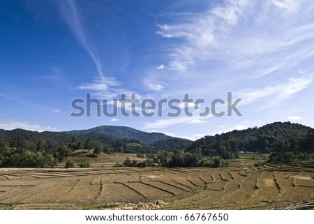 Rice farm In Thailand
