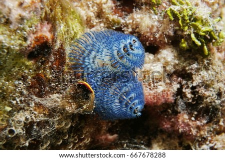 Marine life a blue worm, Spirobranchus giganteus, underwater in the lagoon of Bora Bora, Pacific ocean, French Polynesia