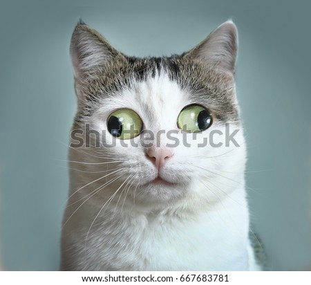 funny cat at ophtalmologist appointmet squinting 