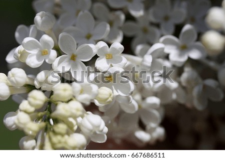 Lilac bush on natural background. Macro image of spring lilac flowers.