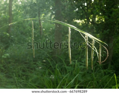 a dangling grass hanging in the sun isolated in middle of forest