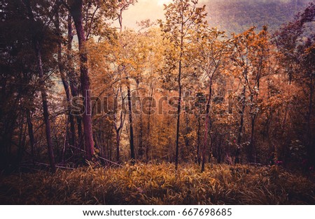 Landscape autumn in a golden forest with sunlight.