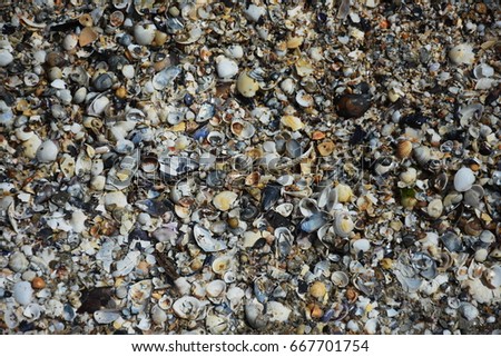 Seashell background in Romania Constanta