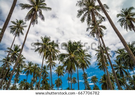Coconut palm trees farm in Koh Mak island Thailand