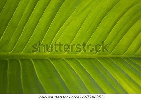 Big green leaf can be use as nature background or any content about green leaf nature food plant or something like that also has copy space for your text.

