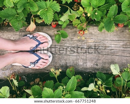 Women's foot on a wooden board in a frame of bushes of strawberries