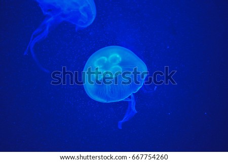 blue Aurelia jellyfish sea life creature in aquarium ultramarine blue background