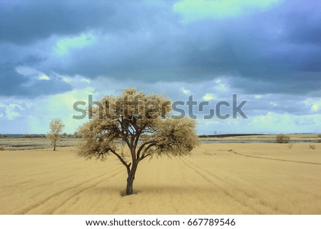 Alone Tree on the Wheat Fields with an Infrared Camera