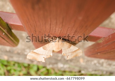 Image of Amata (moth) bug on fence background. Insect Animal. Moth sitting on old wooden fence